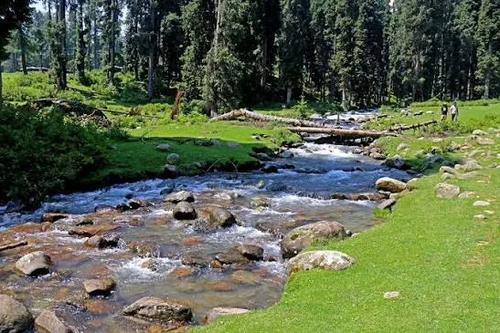 A stream running through pine forest at Doodhpathri