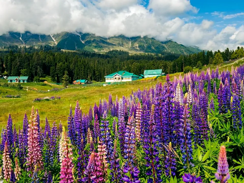 Lupins in bloom across a Gulmarg meadow