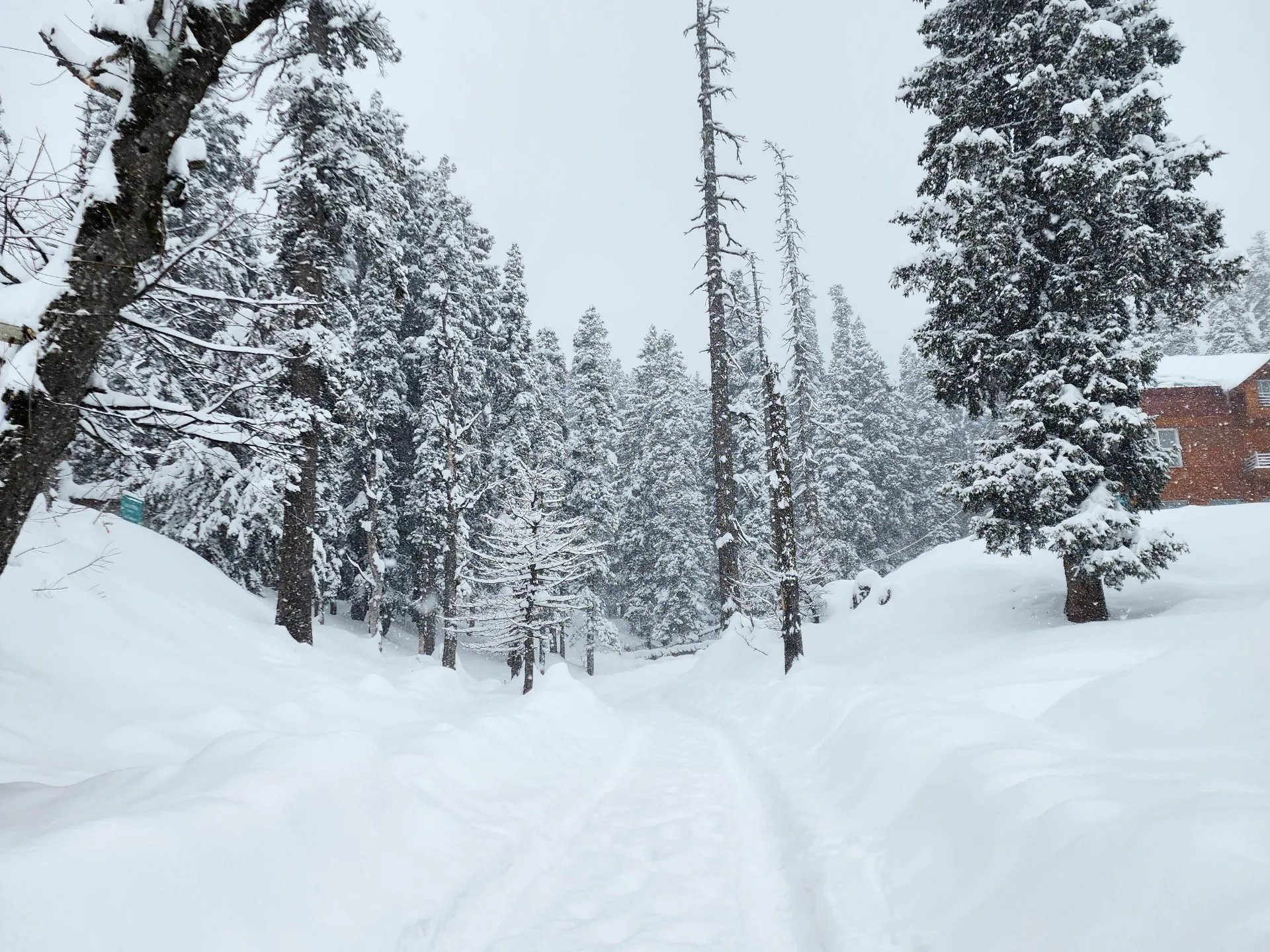 A snow-covered forest track in Gulmarg