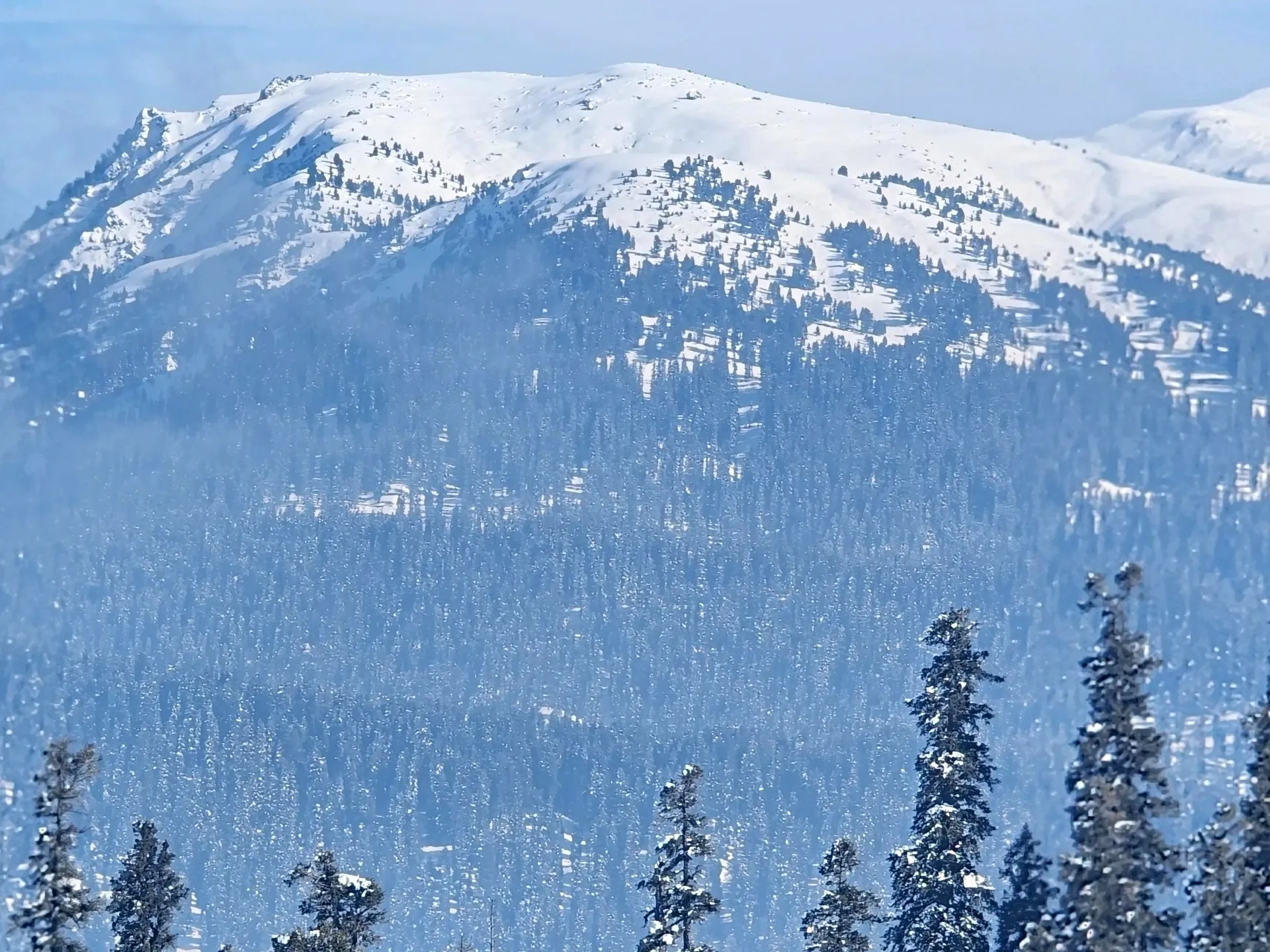 Snow-covered ridge and pine forest above Gulmarg