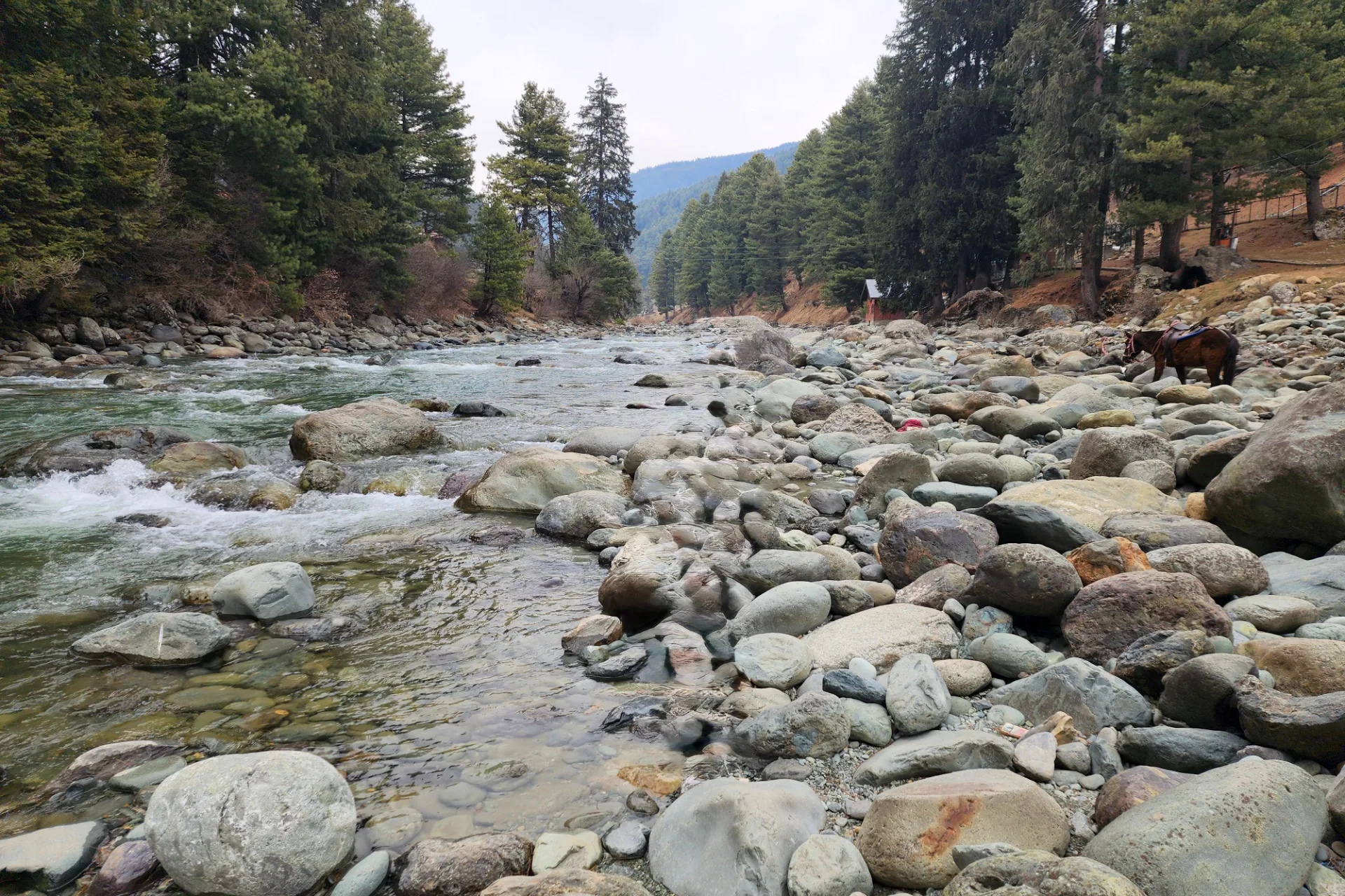 The Lidder river running through pine forest at Pahalgam